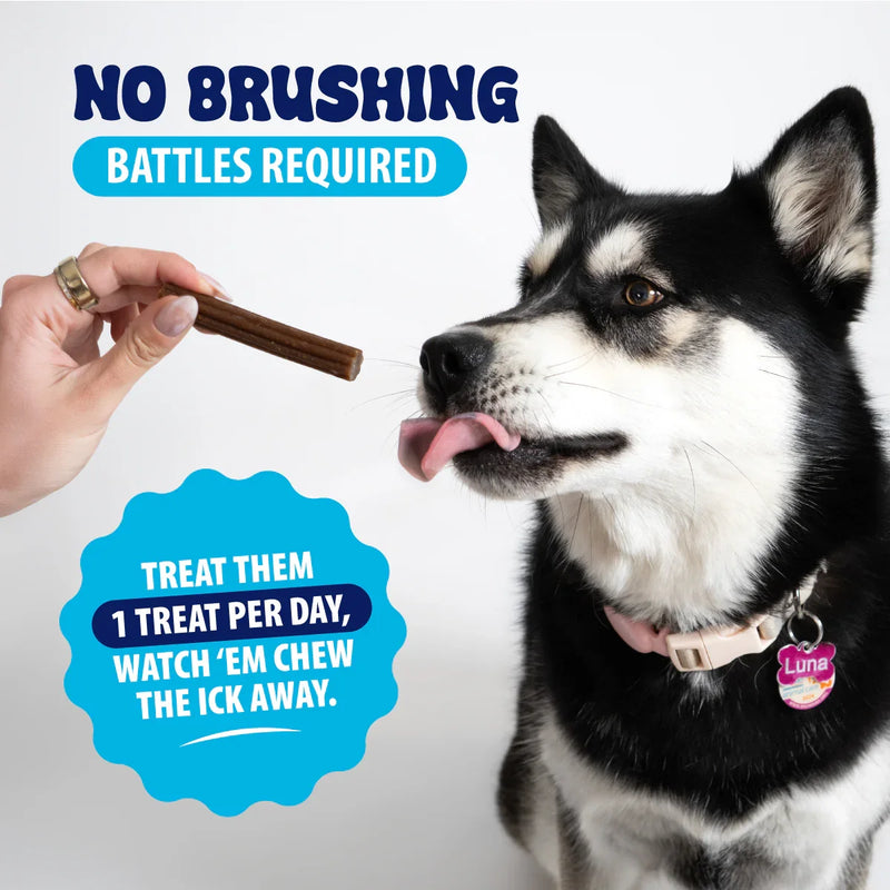 Dog enjoying dental treat with no brushing needed, promoting pet health and daily care