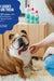 Happy bulldog with fresh breath, pet owner petting, dental care products nearby
