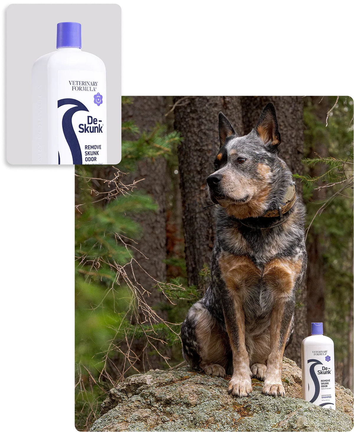 Dog sitting on rock with Veterinary Formula De-Skunk shampoo to remove skunk odor, perfect for outdoor pets.