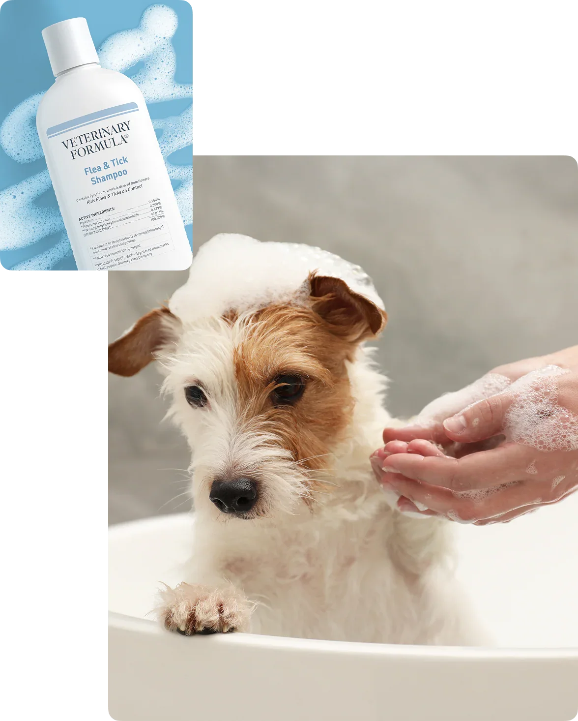 Dog being bathed with Veterinary Formula Flea & Tick Shampoo, gentle pet care for healthy fur