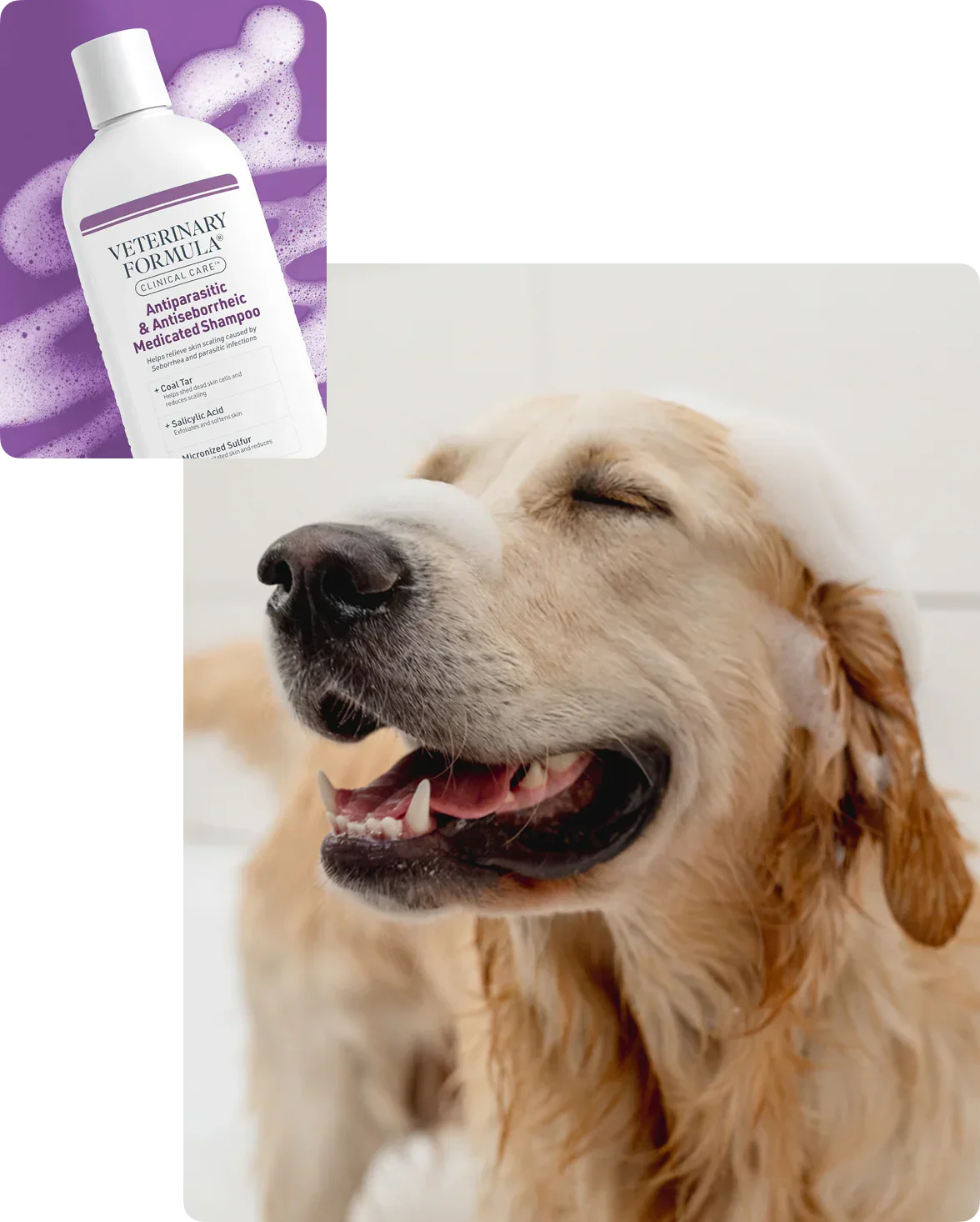Golden retriever enjoying medicated shampoo bath for skin health and parasite relief