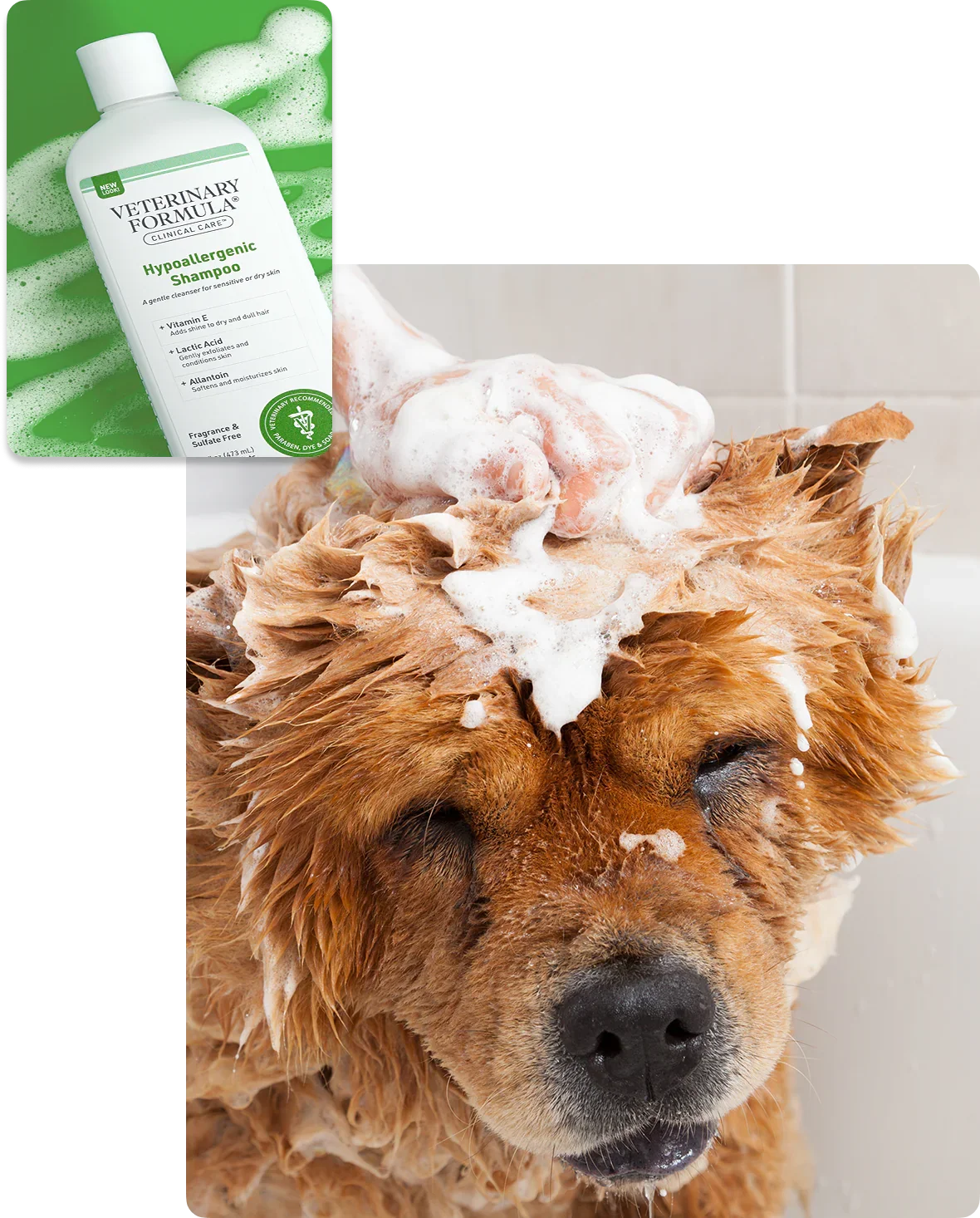 Gentle hypoallergenic pet shampoo lathering on a dog's fur for sensitive skin care