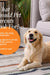 Golden retriever lying on rug with pet skin health tips for pet parents