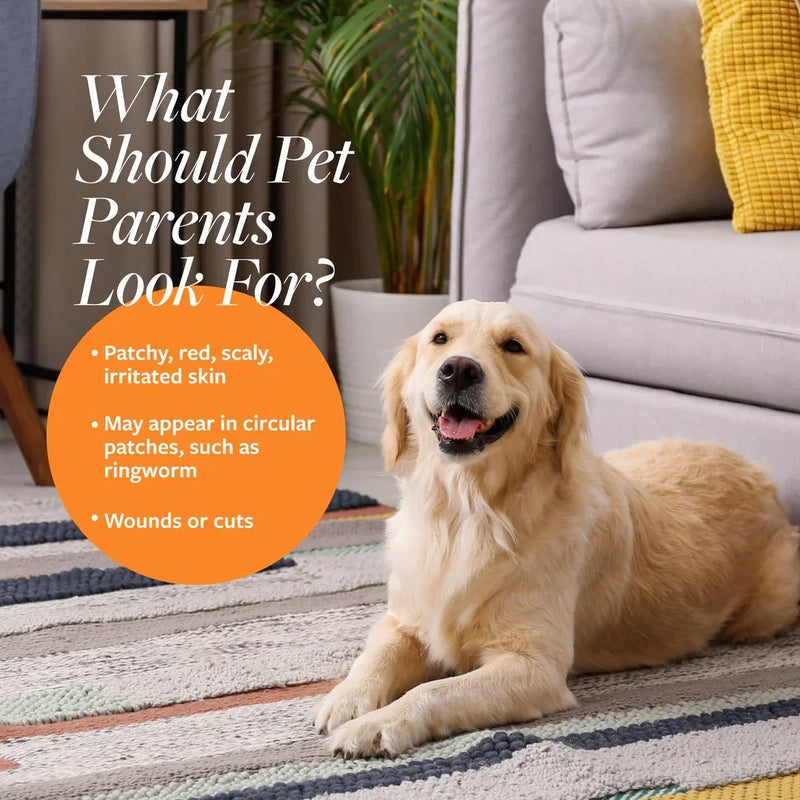 Golden retriever lying on rug with pet skin health tips for pet parents