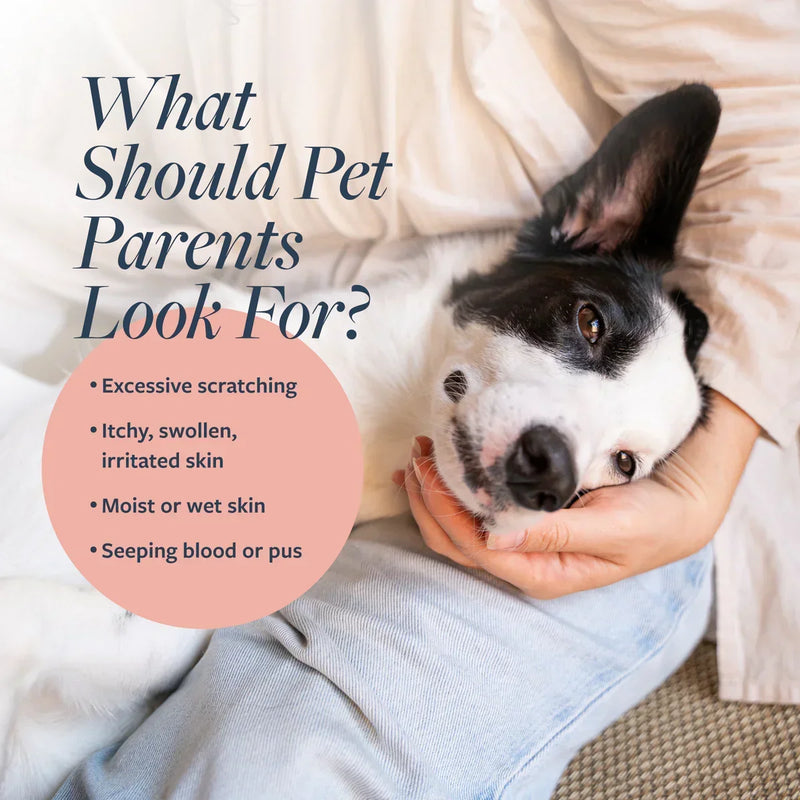 Pet parent holding dog with skin care tips for itchy, irritated skin