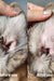 Before and after pet ear cleaning: visibly cleaner, healthier ear after one use