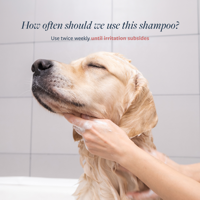 Hot Spot & Itch Relief Medicated Shampoo