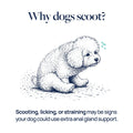 Illustration of a dog scooting, indicating possible anal gland issues for pet health awareness.