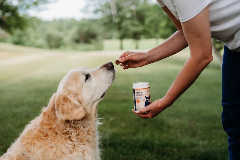 Senior dog receiving a chewable supplement outdoors, promoting pet health and wellness