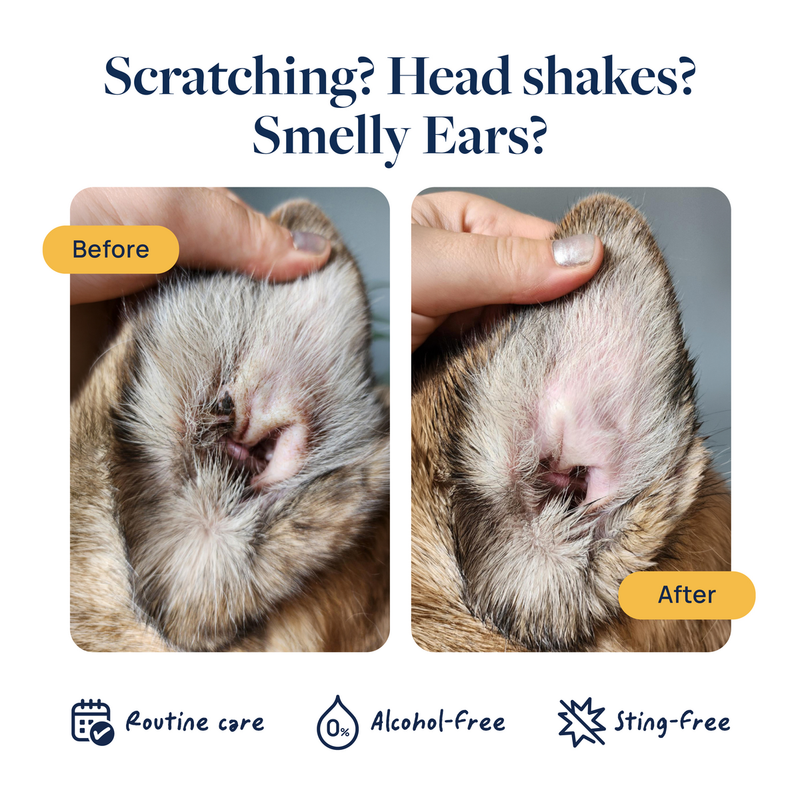 Before and after pet ear care: reduces scratching, head shaking, smelly ears with alcohol-free, sting-free routine