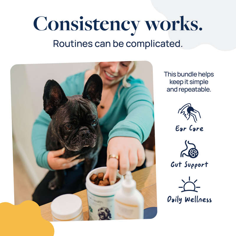 Woman giving pet supplements to black French Bulldog for ear care, gut support, and daily wellness