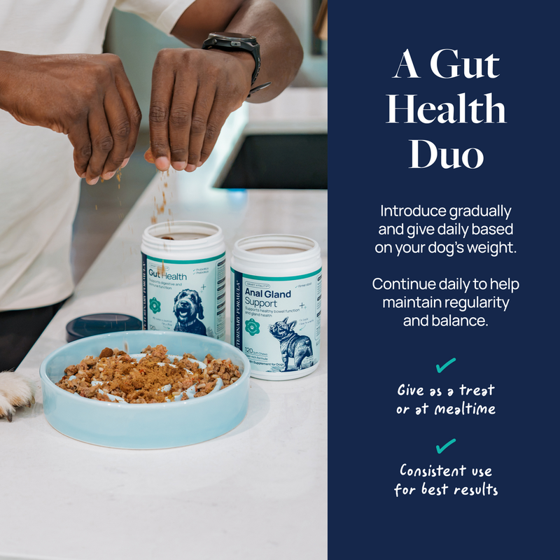 Person adding gut health supplements to dog food bowl for pet wellness