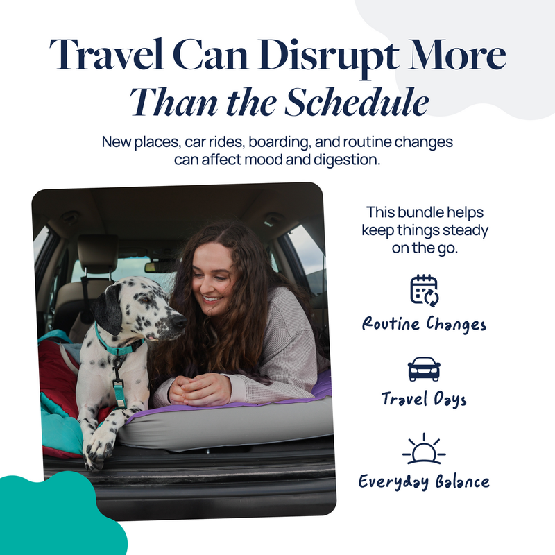 Woman and Dalmatian dog in car trunk, promoting pet travel comfort and routine balance