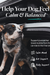 Dog enjoying car ride with calm & balanced support for travel, gut health, and daily wellness
