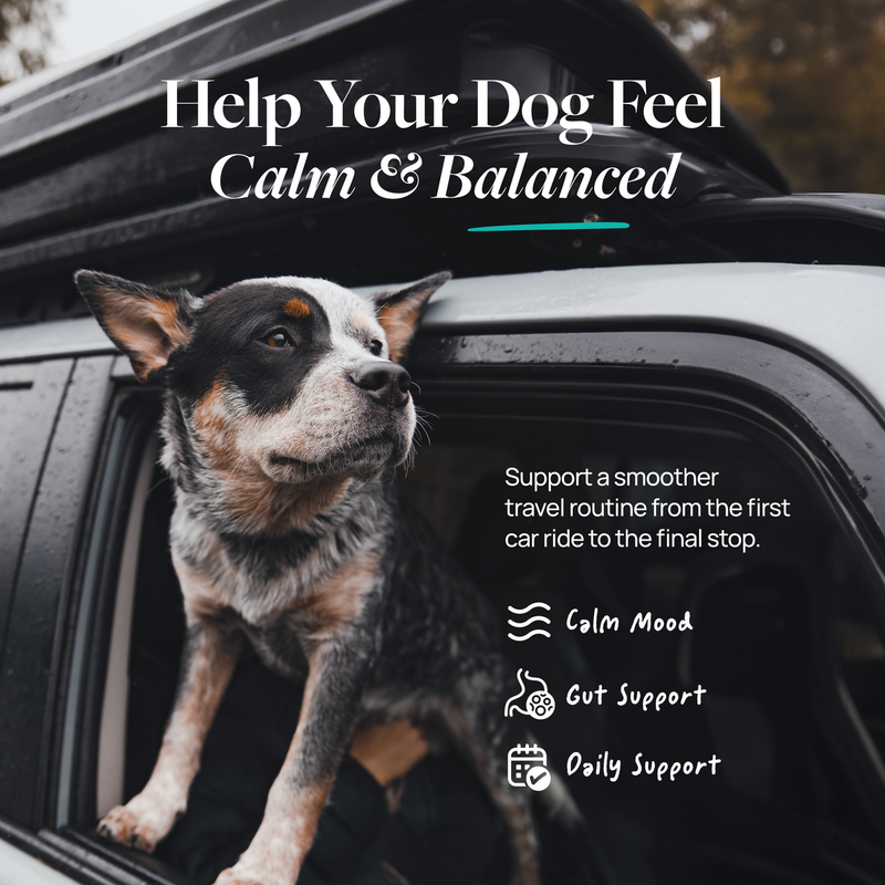 Dog enjoying car ride with calm & balanced support for travel, gut health, and daily wellness
