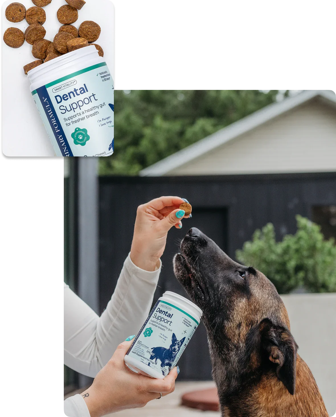 Dental Support chews for dogs, promoting healthy gut and fresher breath, shown with a dog eagerly taking a treat.