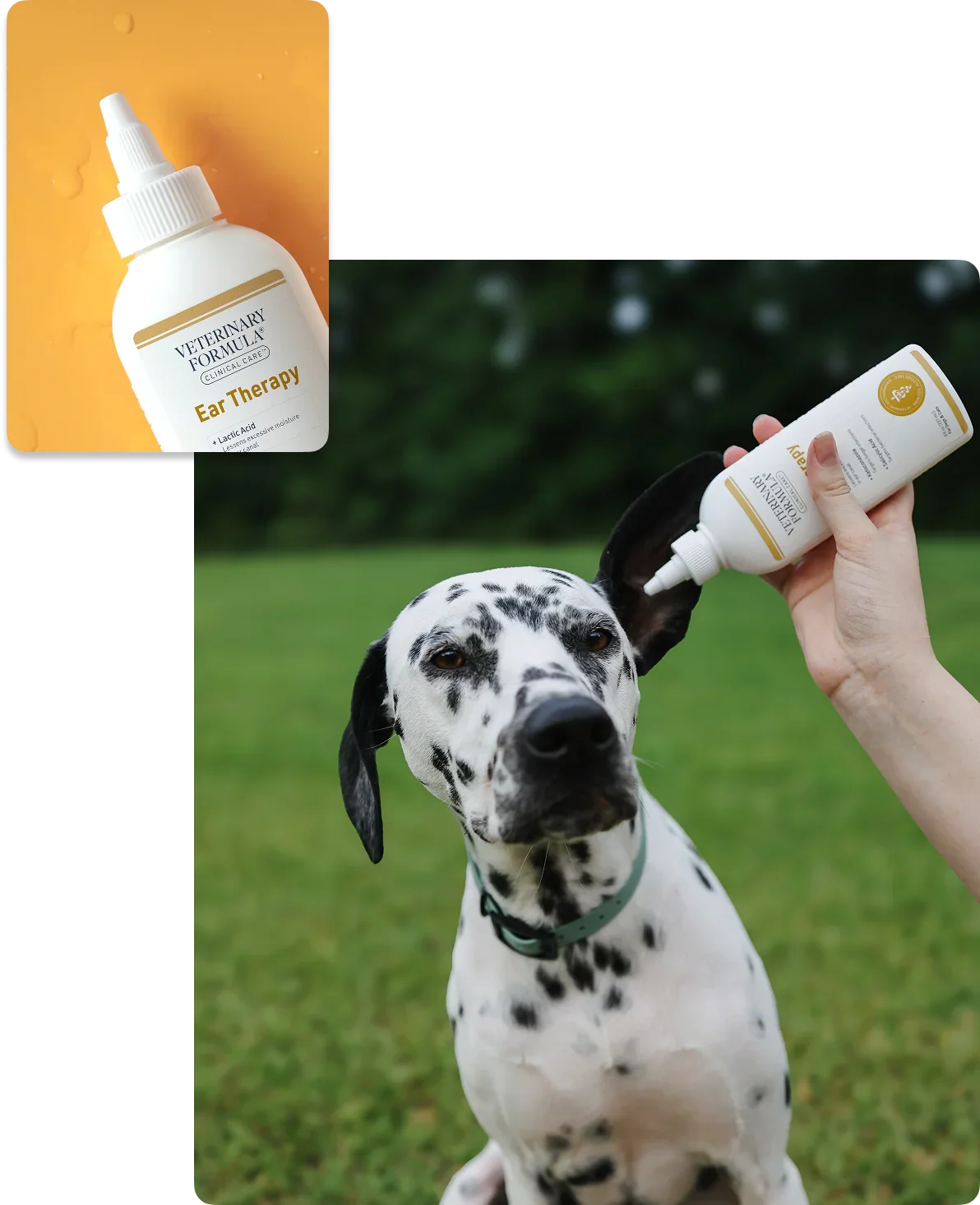 Dalmatian receiving ear therapy treatment with Veterinary Formula product outdoors