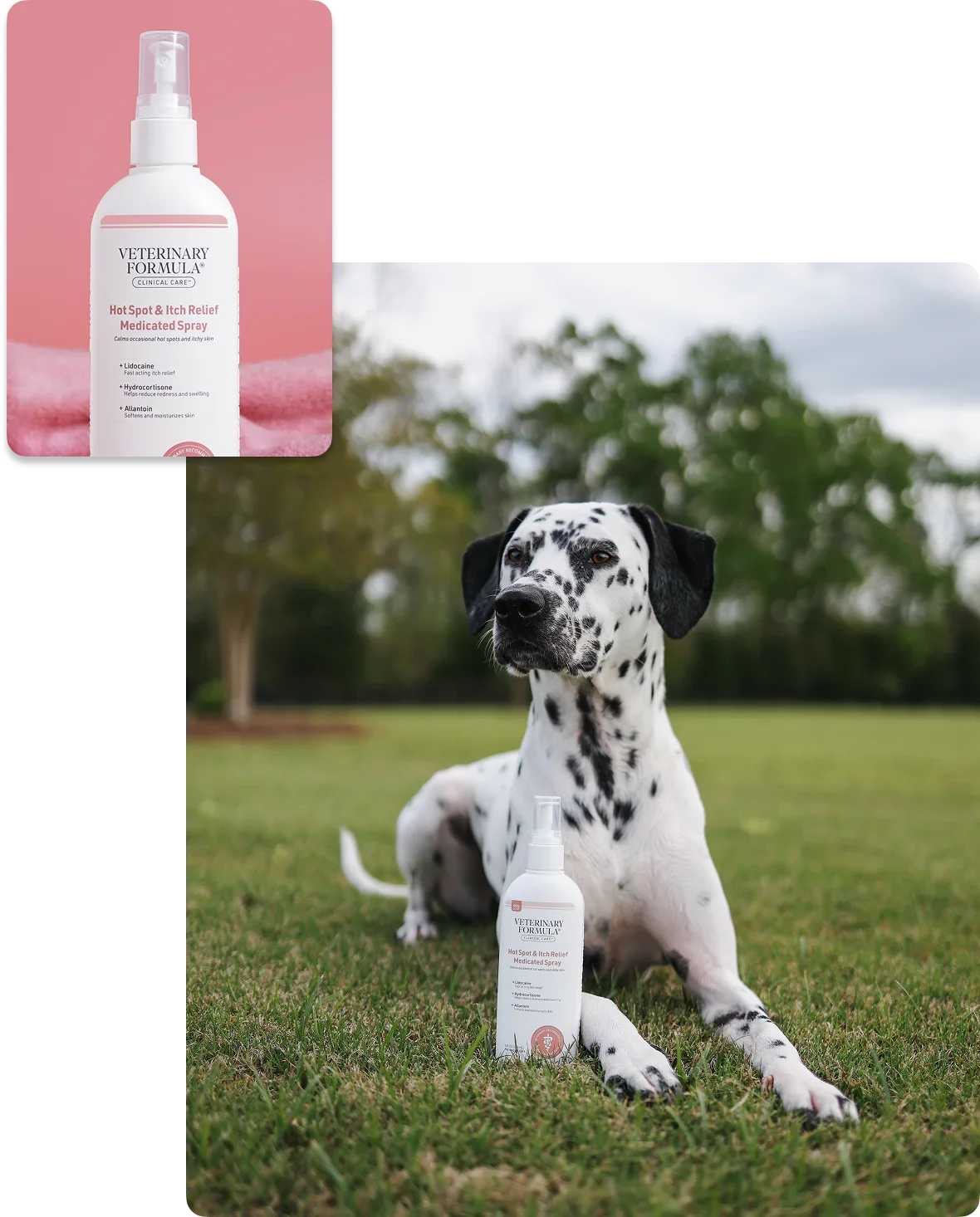 Dalmatian dog with Veterinary Formula Hot Spot & Itch Relief Medicated Spray on grass