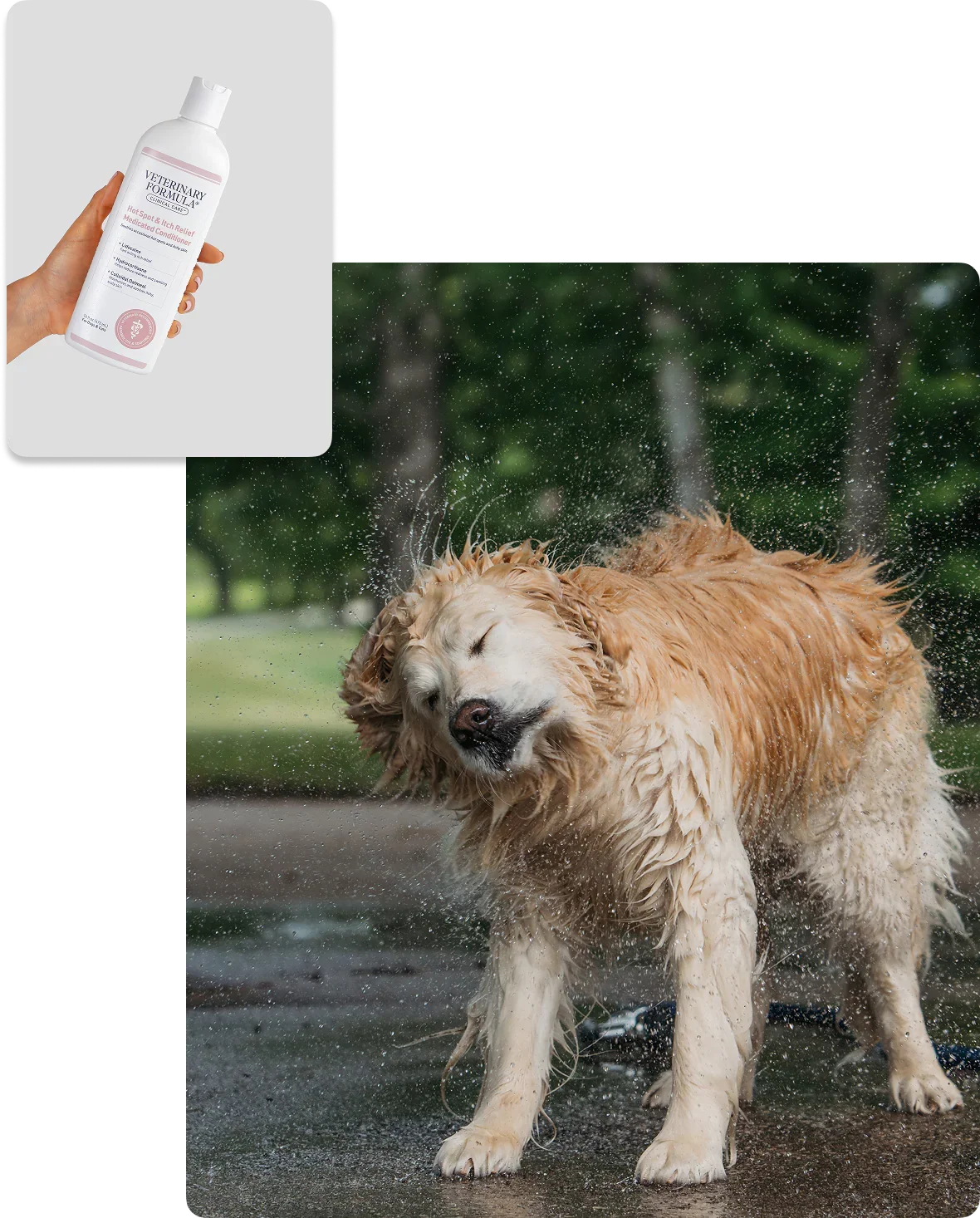 Golden retriever shaking off water with Veterinary Formula Hot Spot & Itch Relief Conditioner