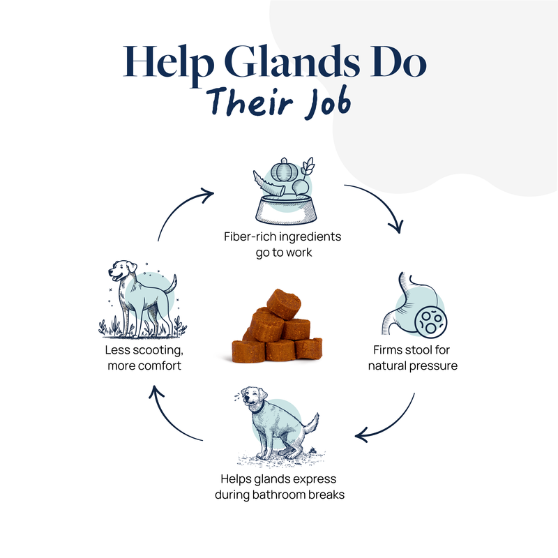 Anal Gland Support Supplement