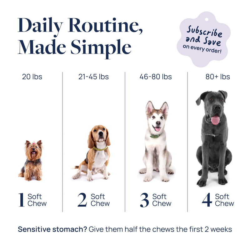 Daily routine for dogs by weight: 1-4 soft chews for 20-80+ lbs, simplify pet care with tailored doses.