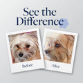 Before and after photos showing a small dog's improved skin and coat health with pet care formula