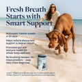 Dog on beach with Dental Support supplement for fresher breath and cleaner mouth, no brushing needed