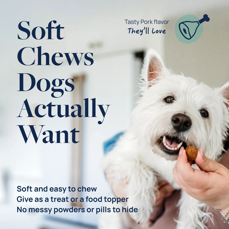 White dog enjoying soft pork-flavored chew treat, perfect for picky eaters and easy to give as food topper