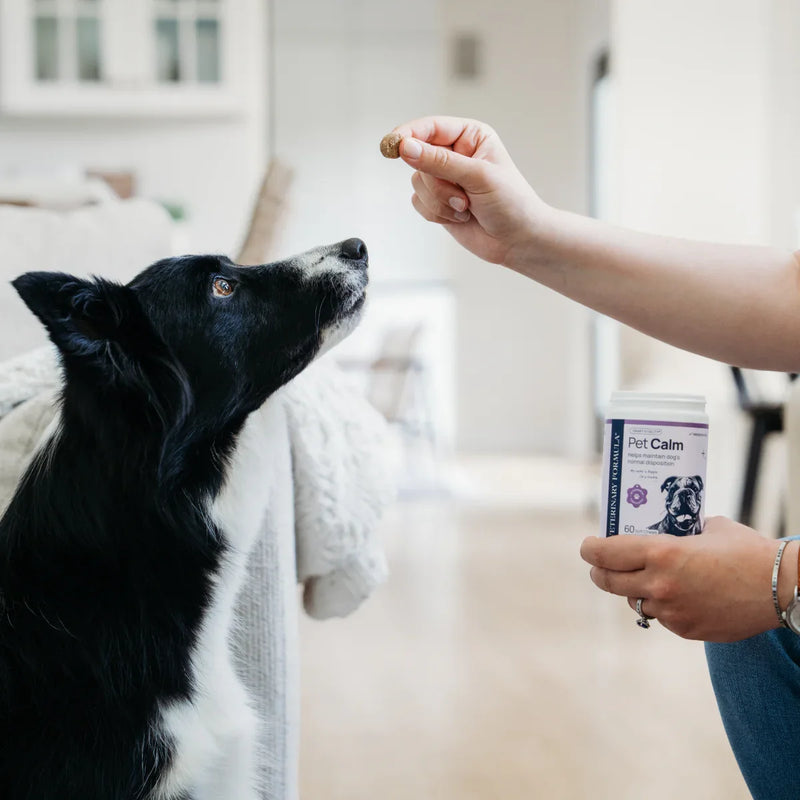 Black and white dog receiving Pet Calm soft chew from owner for calm behavior support