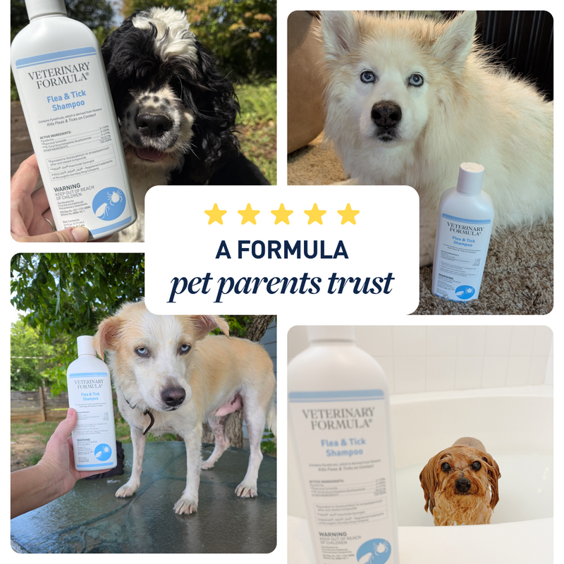 Flea & Tick Shampoo