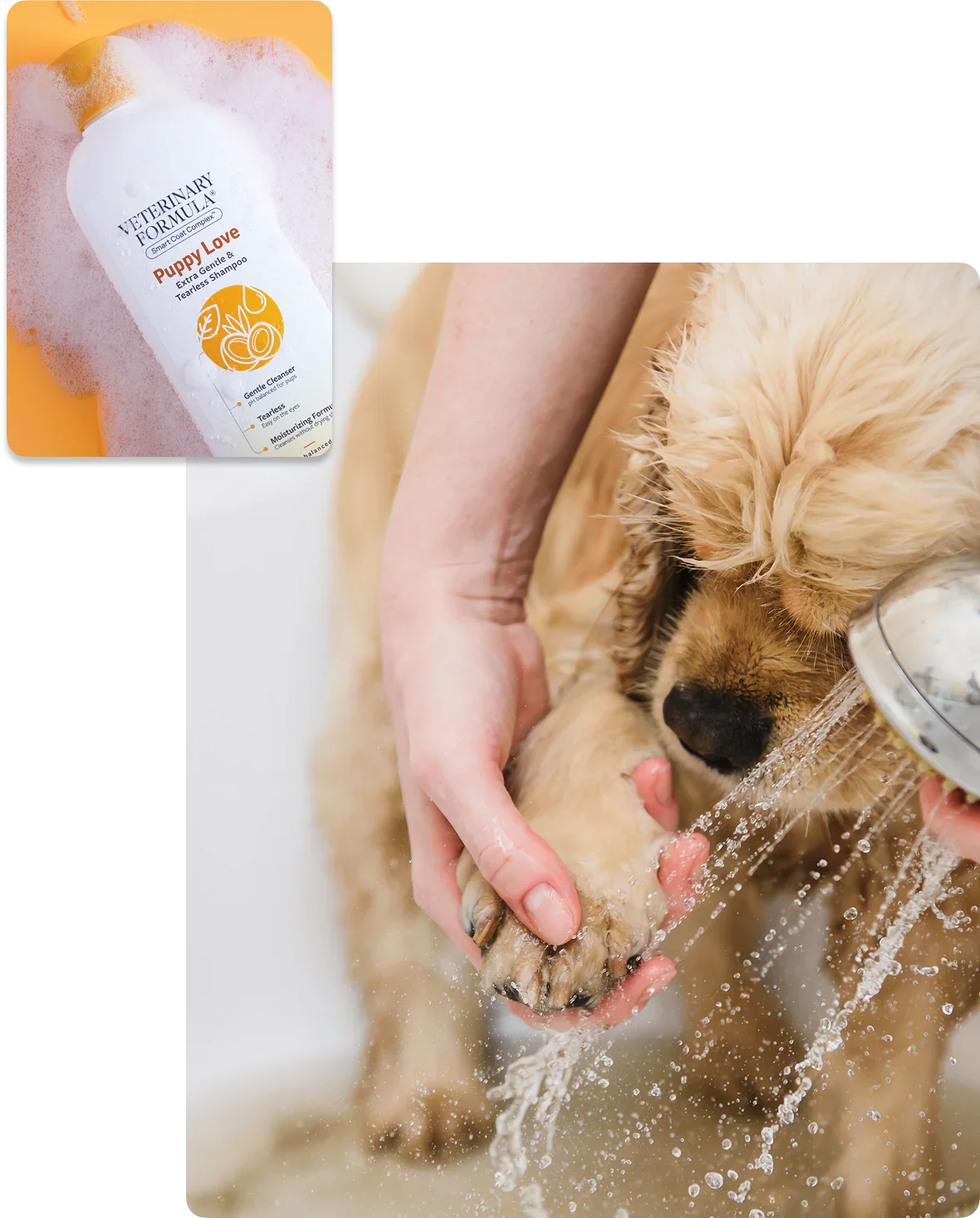 Gentle puppy shampoo being used to wash a golden retriever puppy with a showerhead