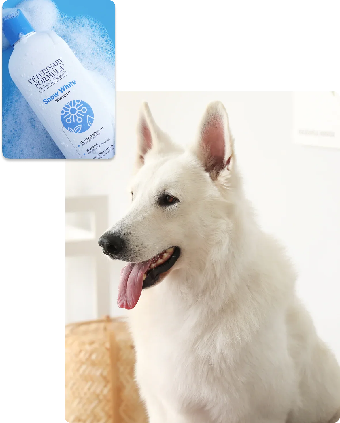 White dog with bright coat beside Snow White pet shampoo bottle