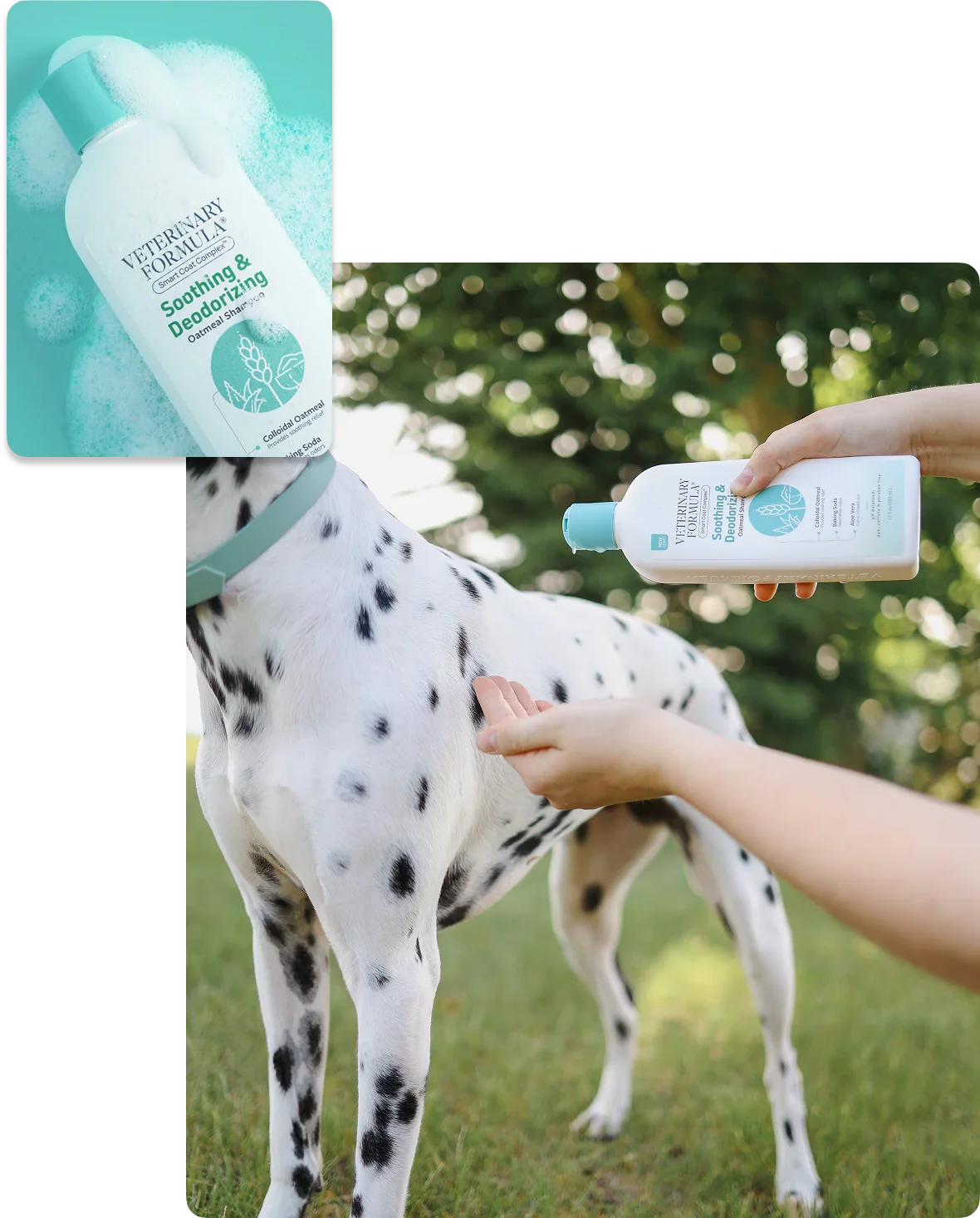 Soothing & deodorizing oatmeal dog shampoo applied to Dalmatian outdoors, gentle pet care formula